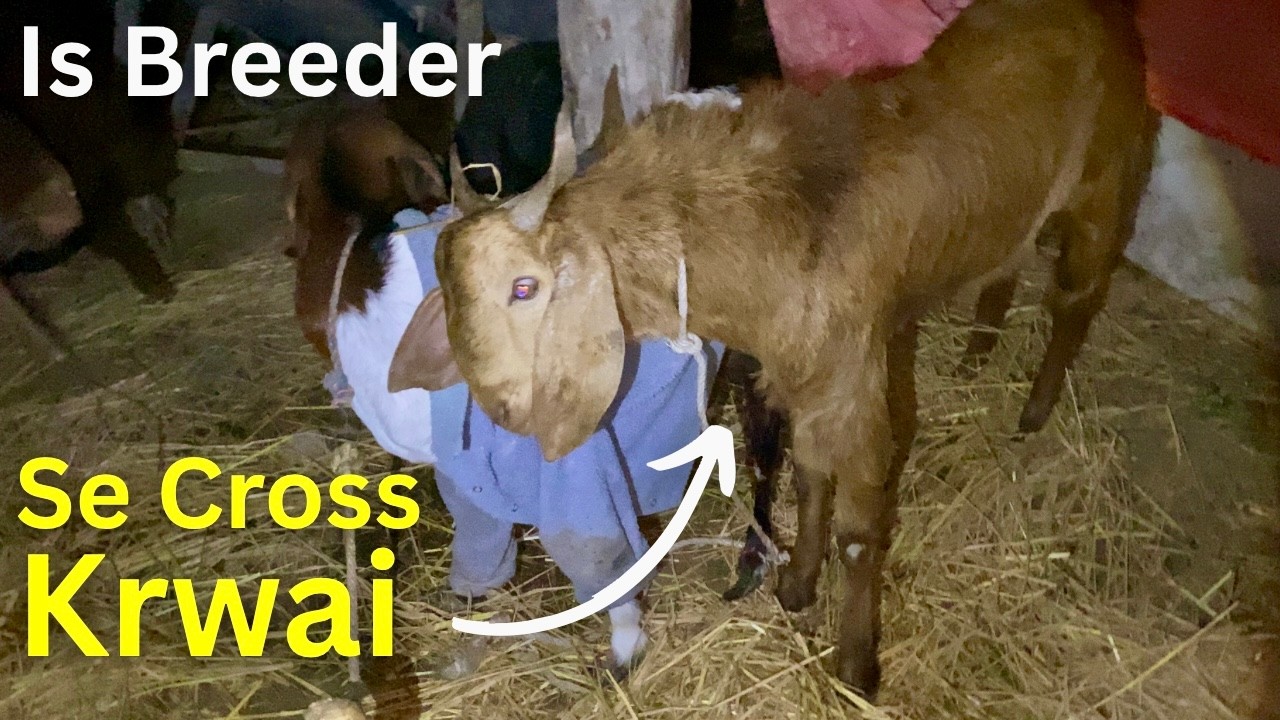 Bakriya Phir Se CROSS Ho Gayi 🐐