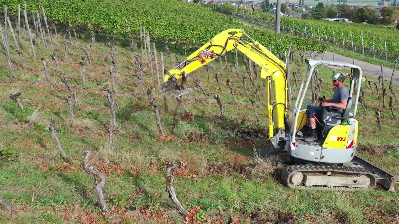 Reben Roden mit Bagger