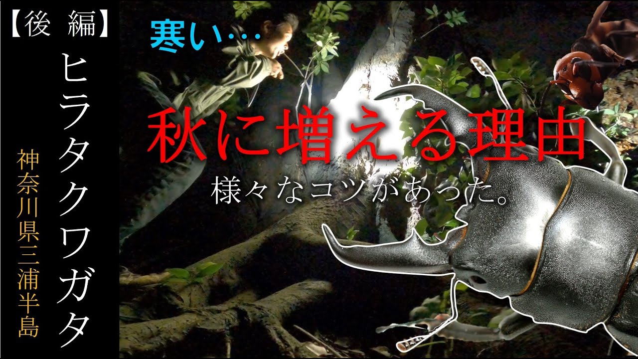【後編（9-11月）】三浦半島の森でヒラタクワガタを追った半年間まとめ