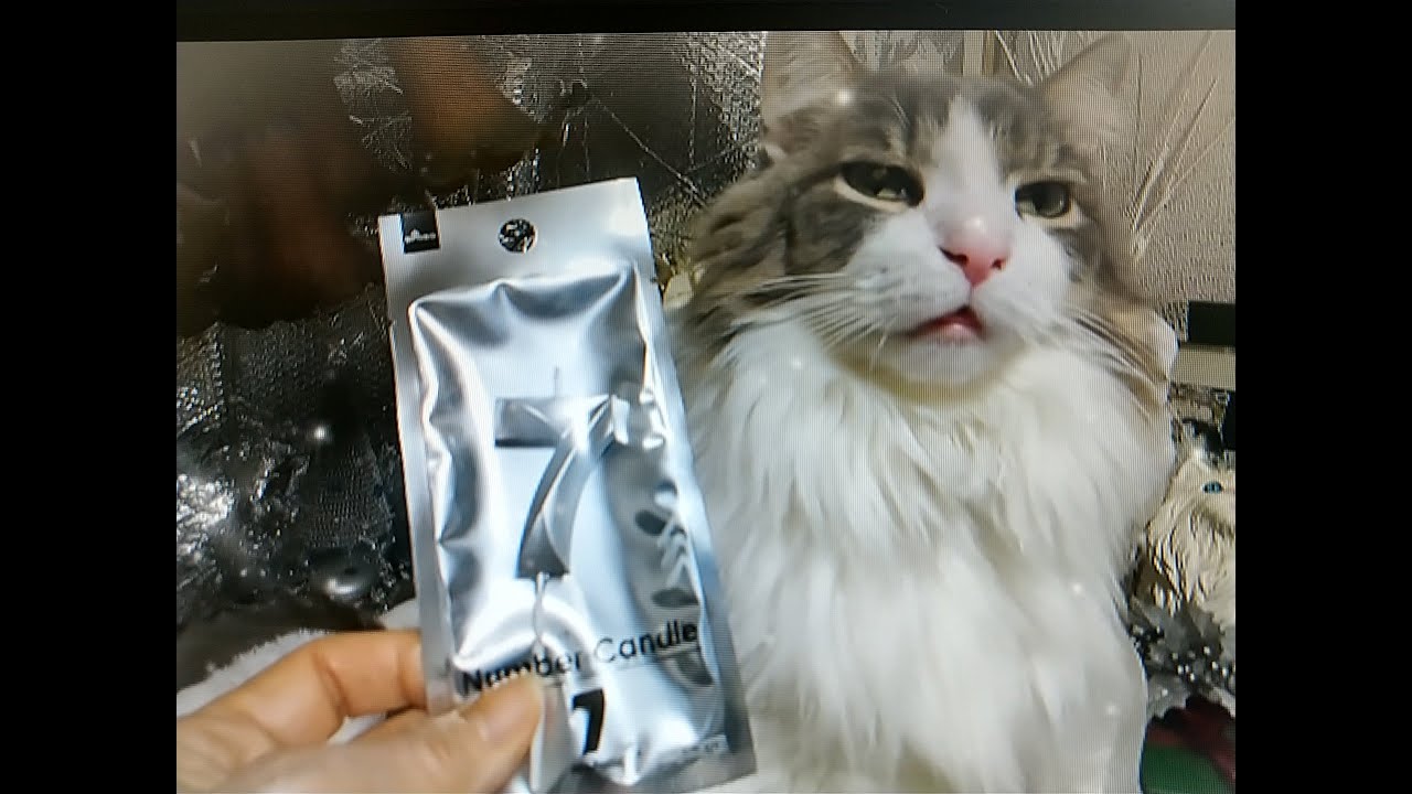 【お猫様の誕生日✨】目指せモモ20歳のミルクは今日1/20が７歳誕生日🙀✨🎊　【猫の冬眠】猫をダメにする毛布