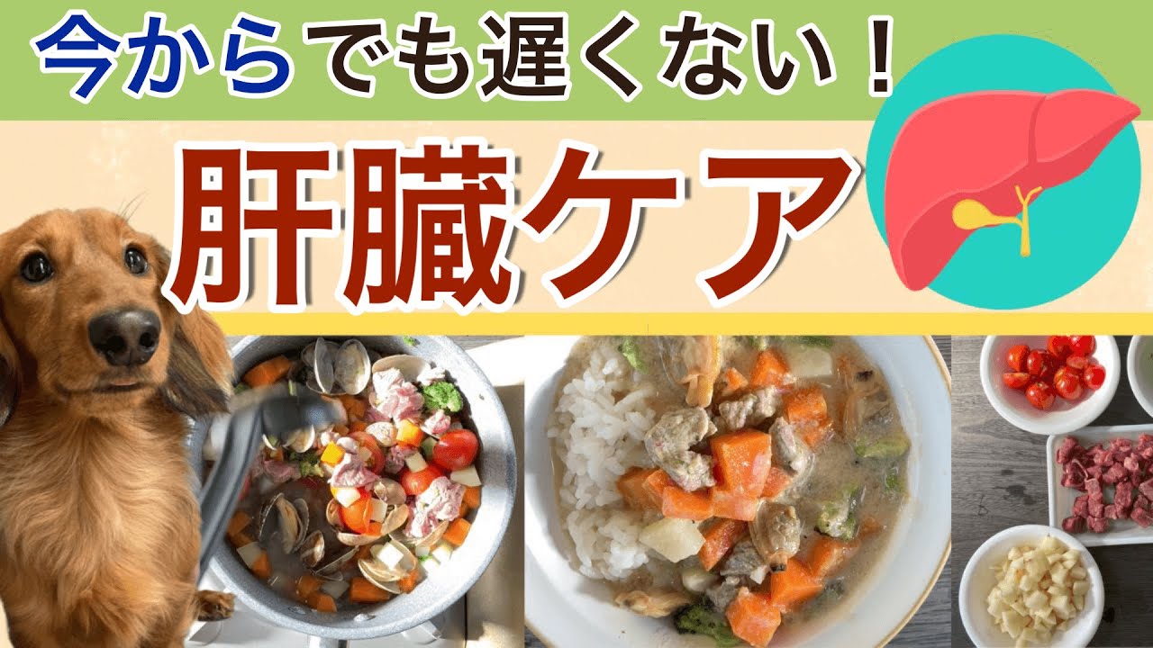 【犬　肝臓】今からでも遅くない！愛犬のための肝臓ケア