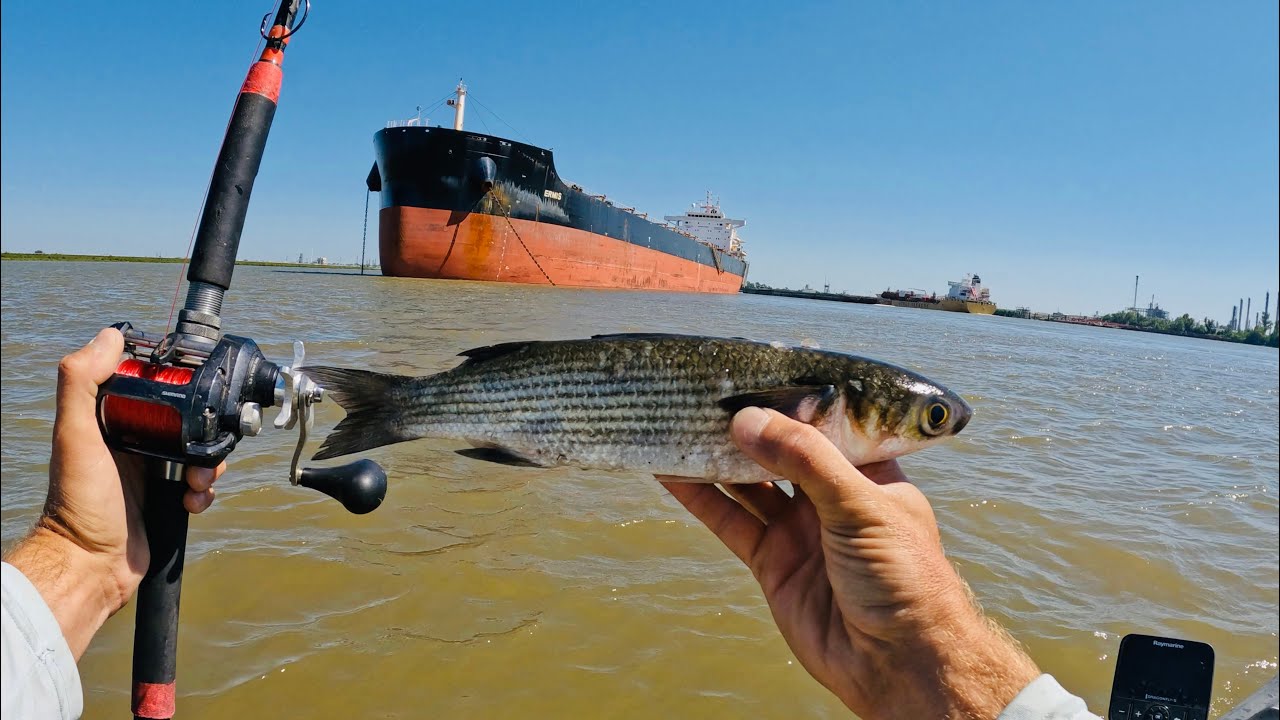 Кормление ЖИВОЙ кефали ОГРОМНЫМ сому из реки Миссисипи