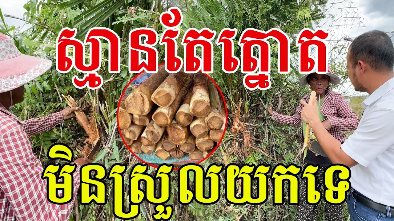 ស្មានតែត្នោត បែបសាមញ្ញៗតែមានក្ដីសុខ