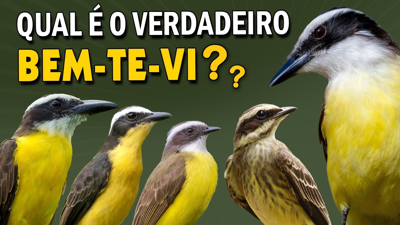 TODOS os BEM-TE-VIS do BRASIL: Cantos e comportamentos do bem-te-vi, neinei e outras espécies!