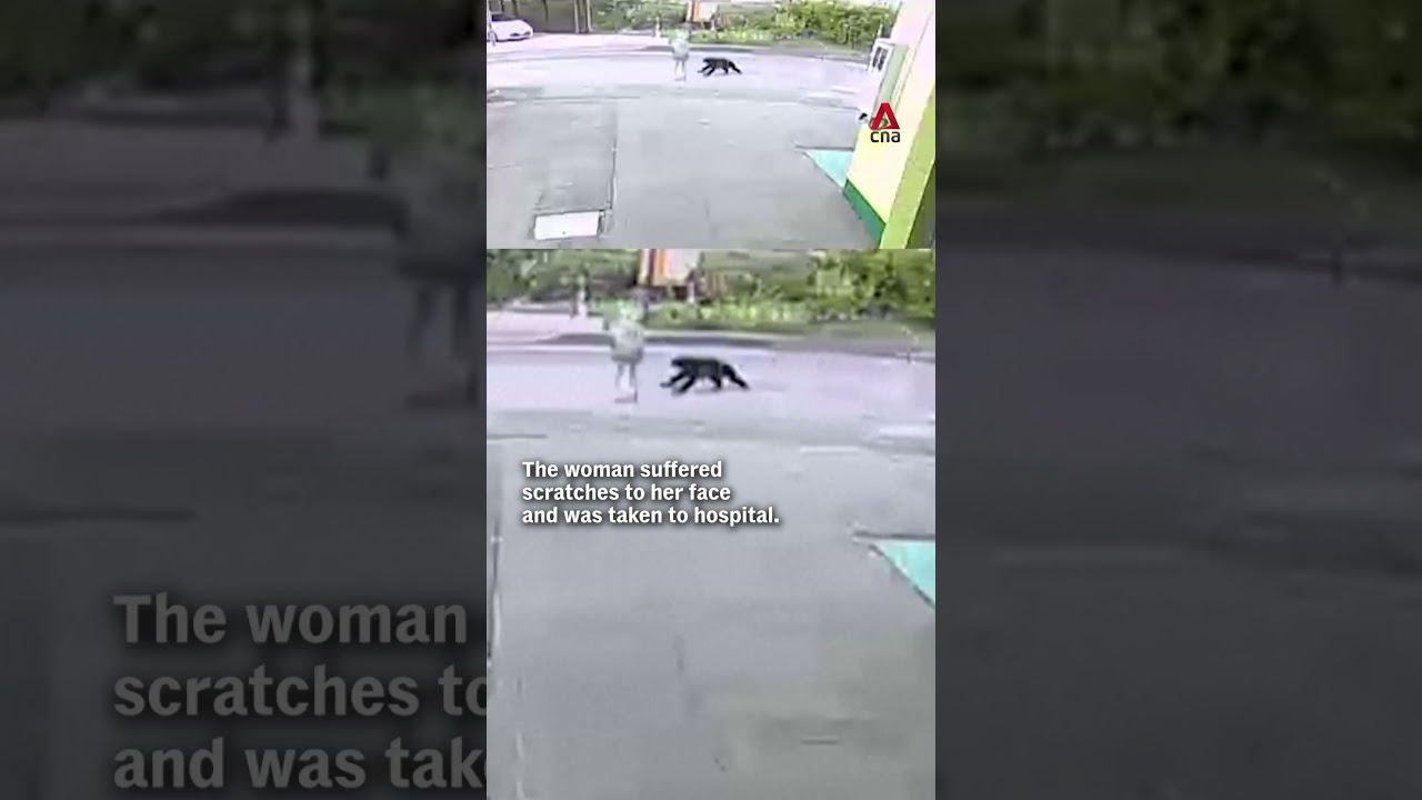 Bear attacks 82-year-old woman in latest string of attacks in Japan