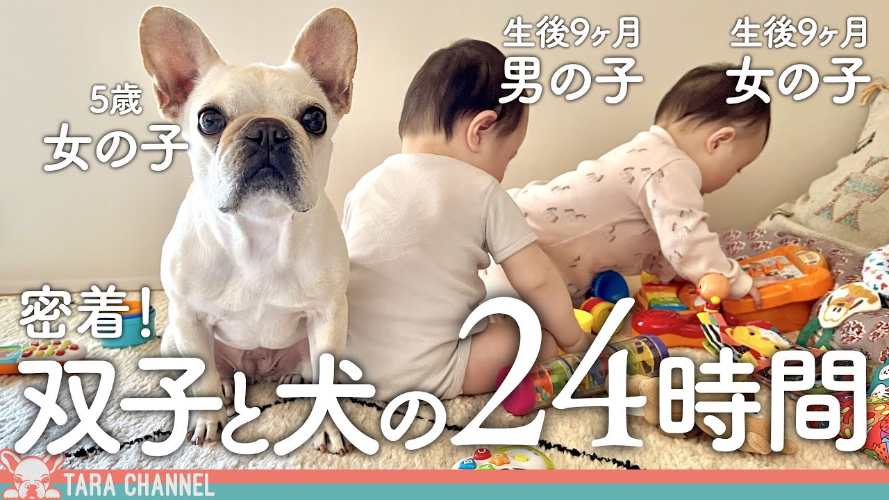 【双子育児】フレブルと生後9ヶ月の双子赤ちゃんのリアルな24時間に密着！