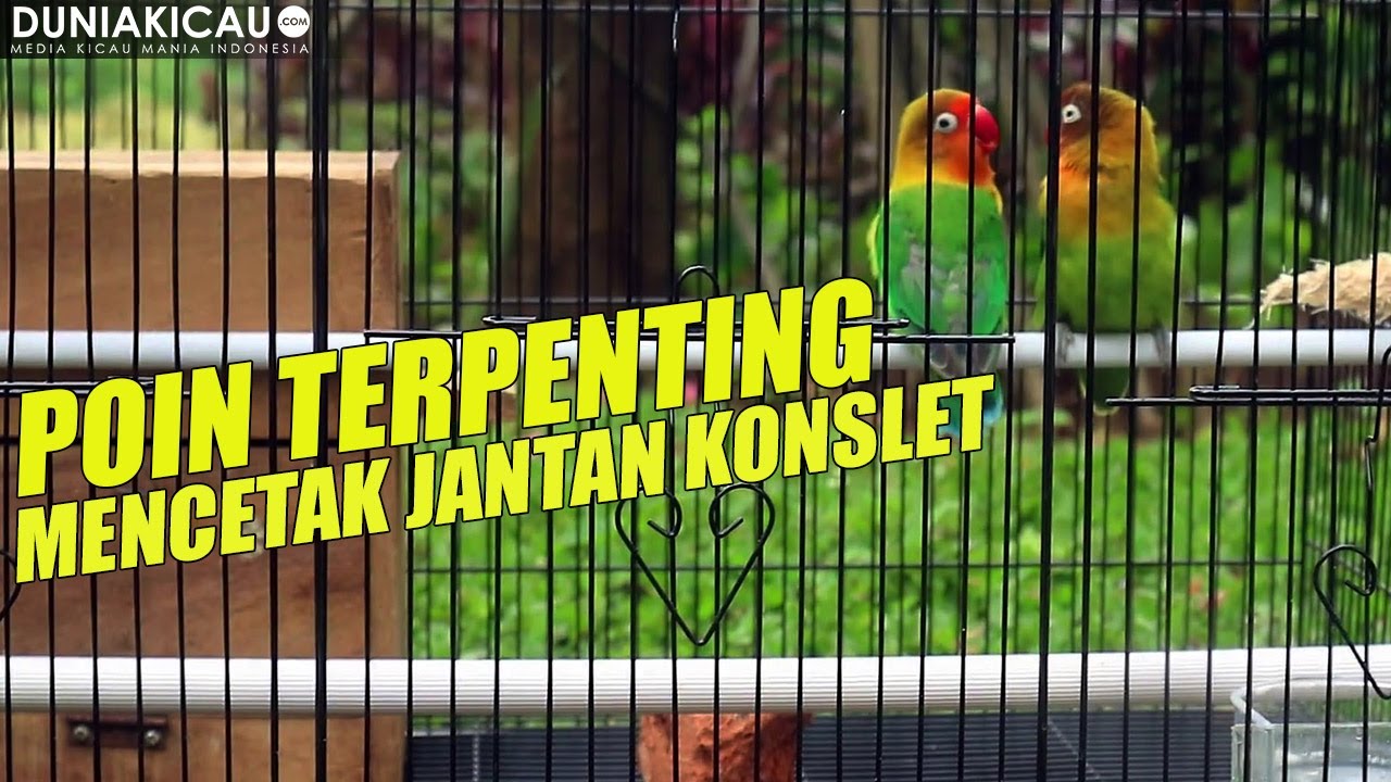 POIN PENTING MENCETAK LOVEBIRD JANTAN KONSLET
