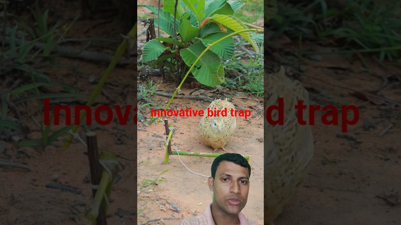 innovative bird trap #BirdWatching #BirdTrapIdeas #InnovativeTraps