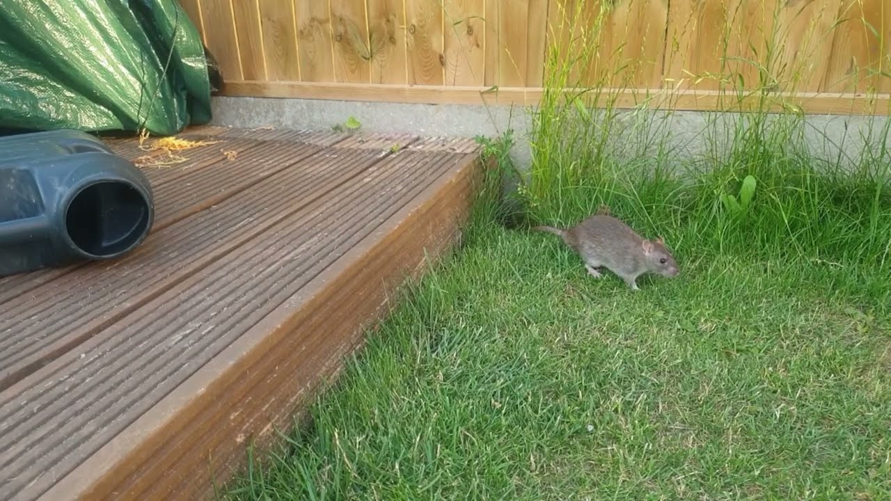Rat in the garden!