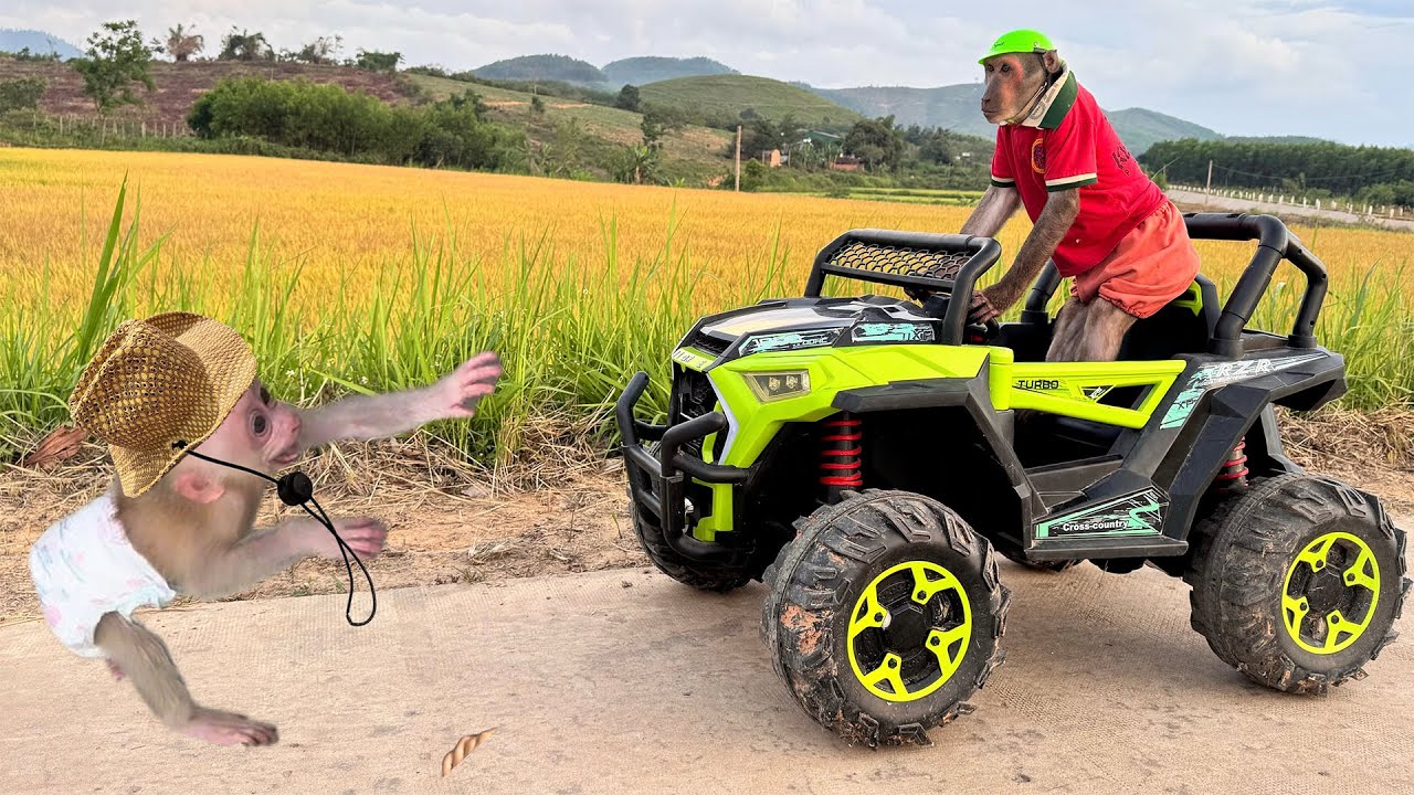 Baby monkey runs to find Abu! Trouble ensues!