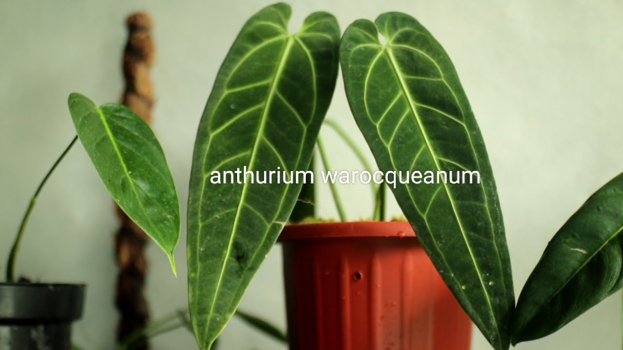 anthurium warocqueanum tips dan trik perawatan anthurium warocqueanum