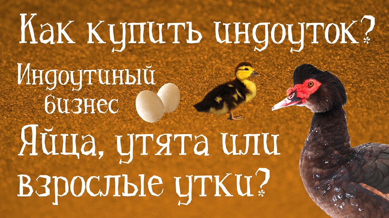 КАК КУПИТЬ ИНДОУТОК? Индоутиный бизнес. В КАКОМ ВОЗРАСТЕ ПОКУПАТЬ ПТИЦ: ЯЙЦА, УТЯТА ИЛИ ПОДРОСТКИ?