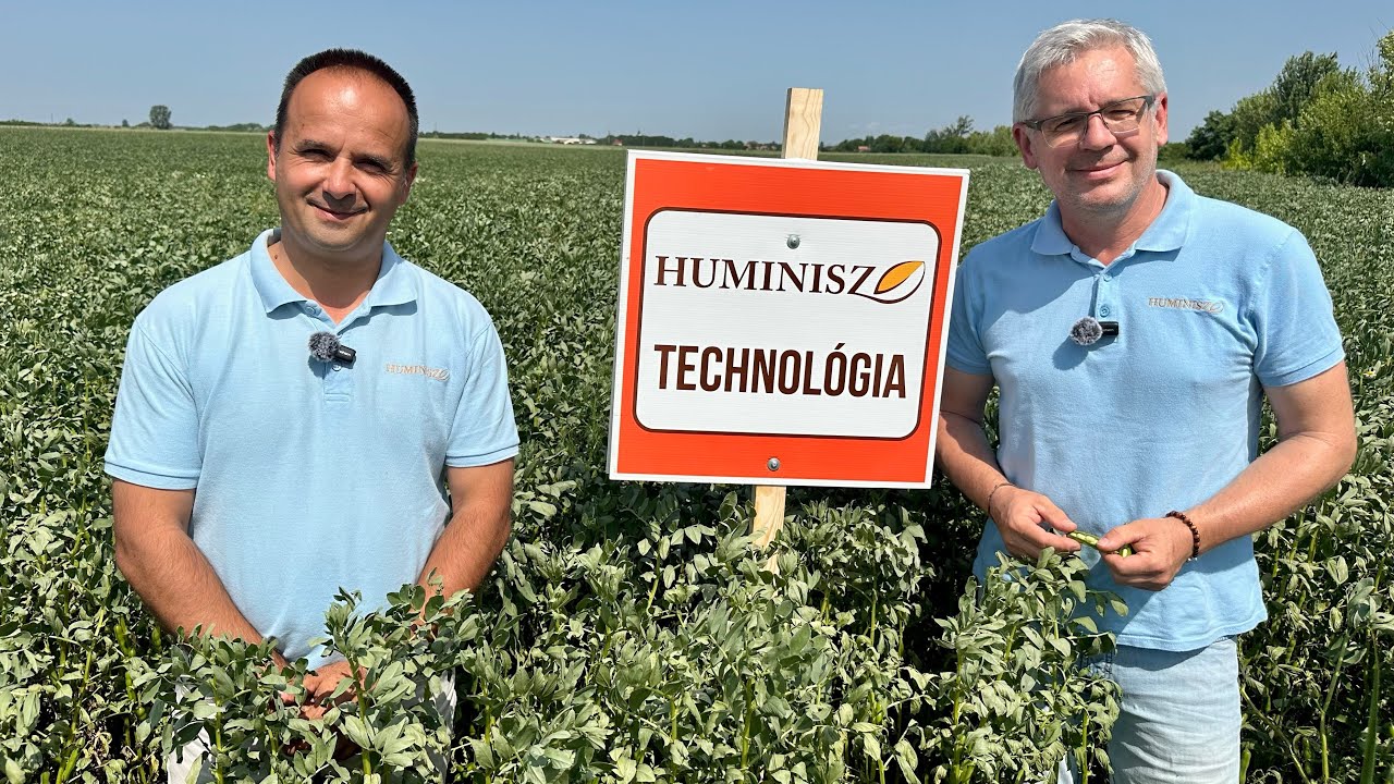 Lóbab és őszi borsó a Gyenes Kft.-nél (Huminisz technológia)