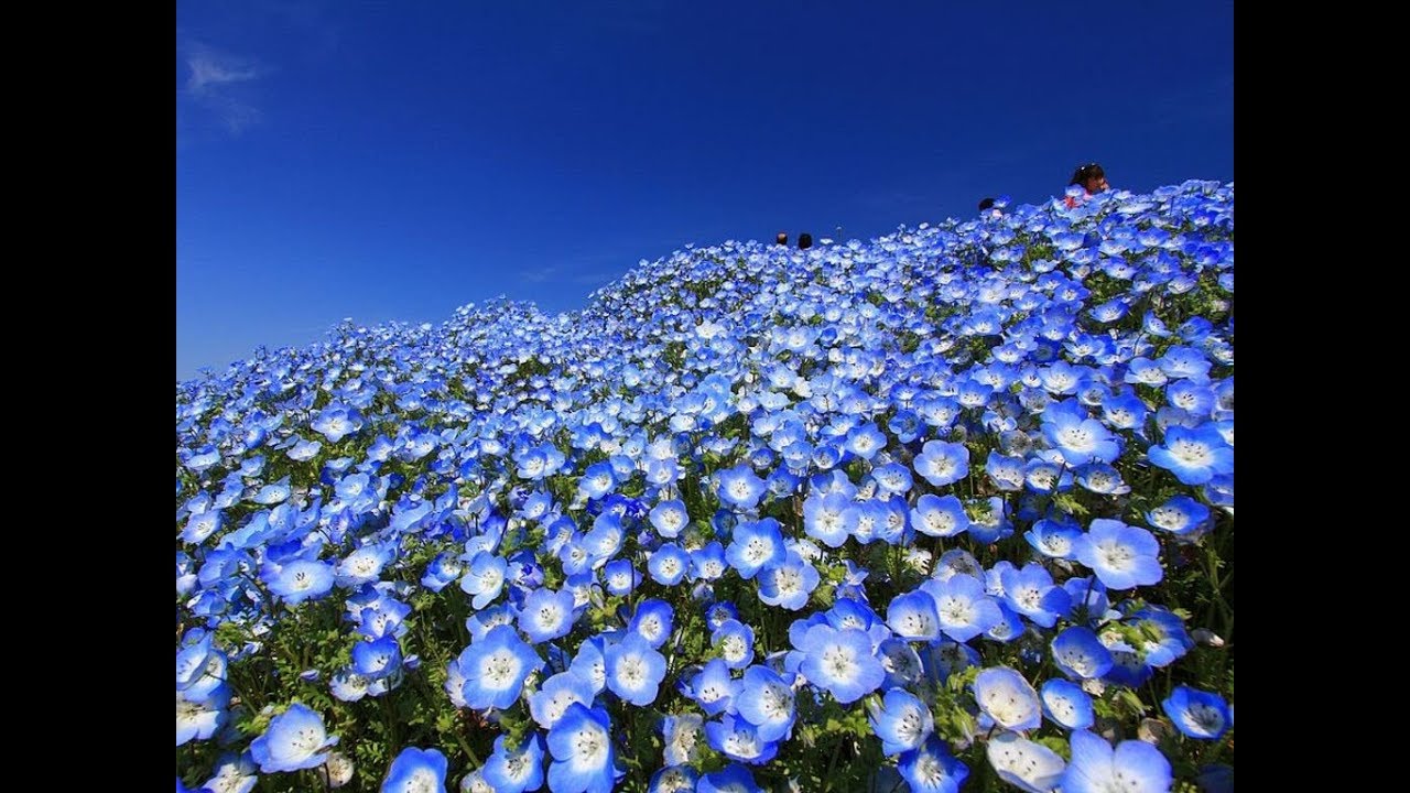 Amazing and Most Beautiful Nemophila Flowers | Baby Blue Eyes