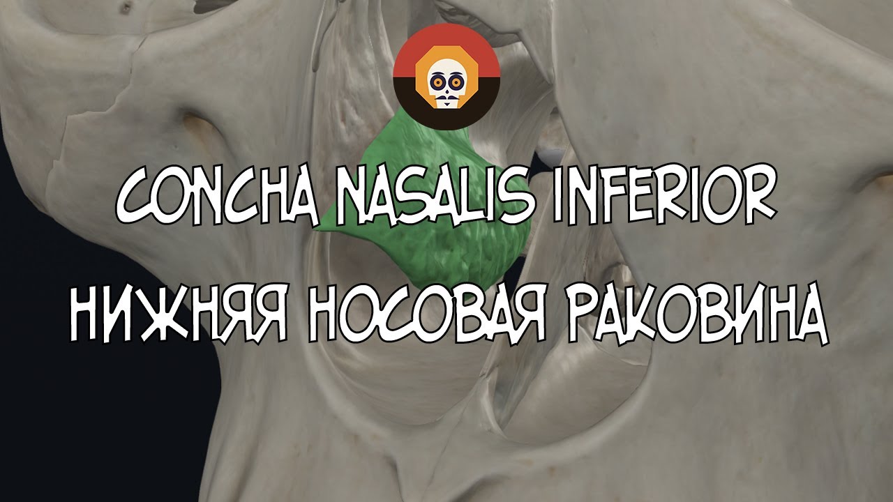 Нижняя носовая раковина (concha nasalis inferior) 3D Анатомия