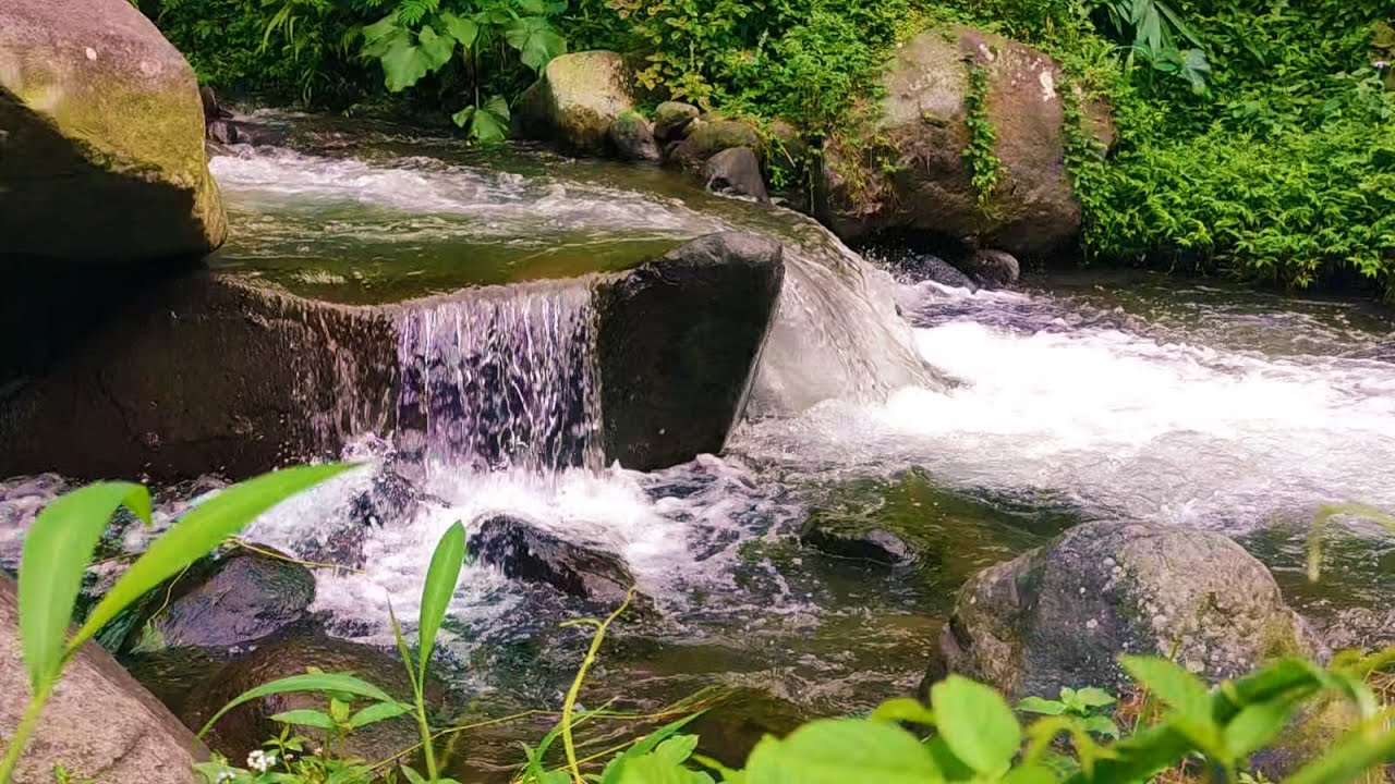 🌿 **Gentle River Sounds for Sleep & Relaxation | Flowing Water in Forest (Live)**