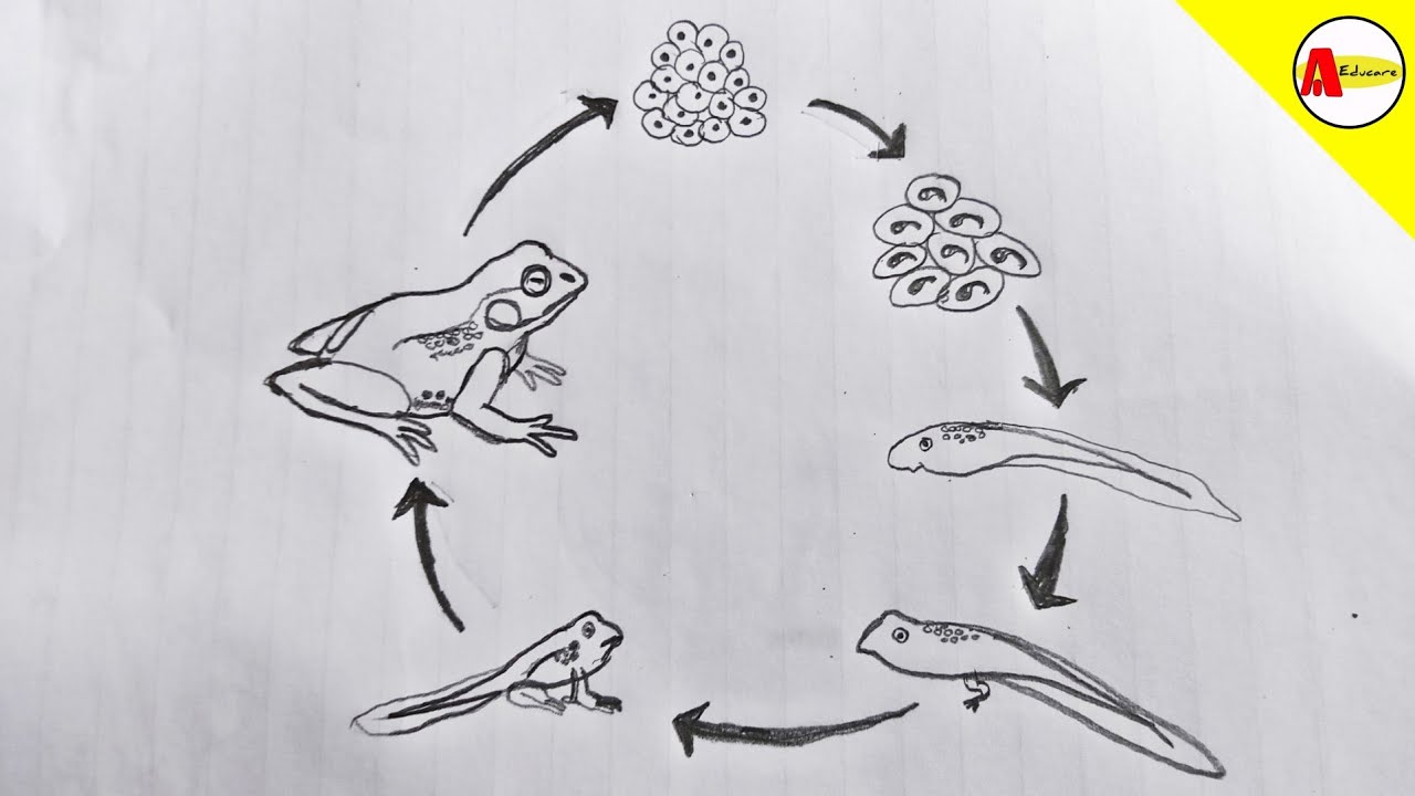 How to Draw Life Cycle of a Frog Diagram !