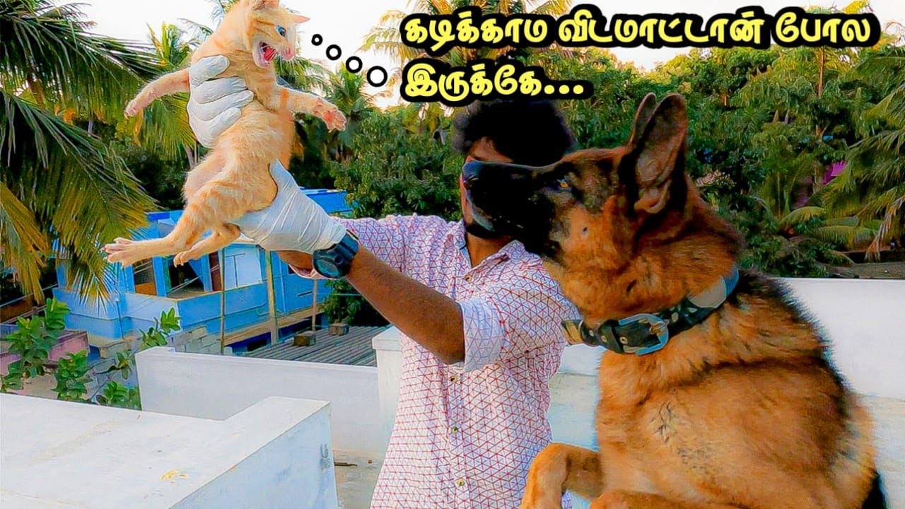 கடிக்காம விடமாட்டான் போல இருக்கே 🐈 | The Dog Vs Cat Showdown 😂 | JACKY THE GERMAN SHEPHERD