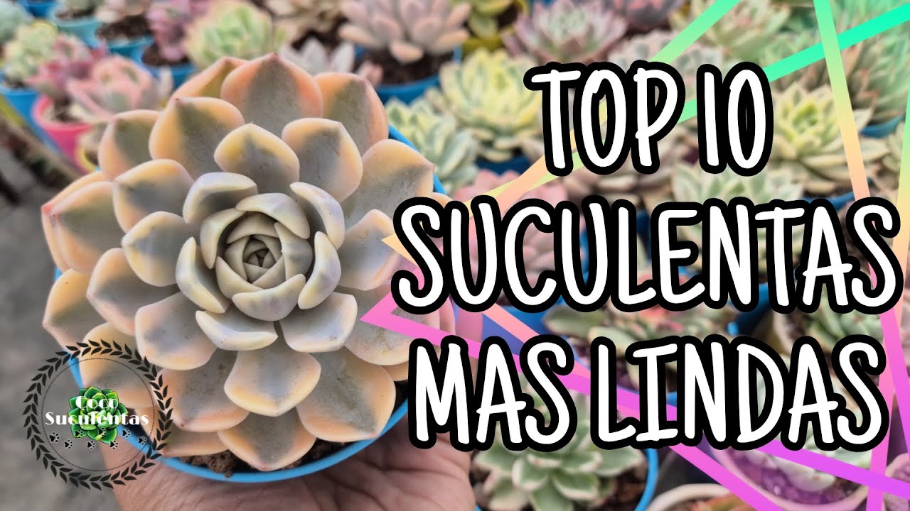 TOP 1O SUCULENTAS MAS LINDAS DEL AÑO