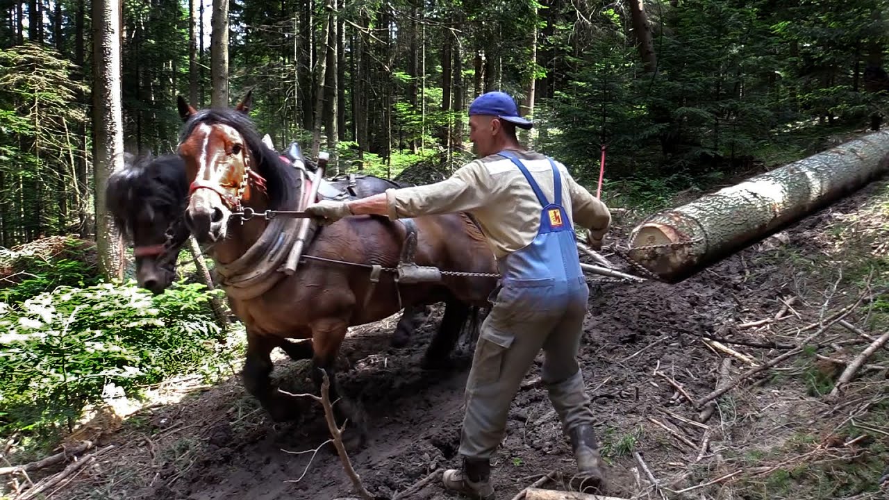 ISKUSNI FURMAN VAHID PILAV !!! #drafthorses #vilagelife