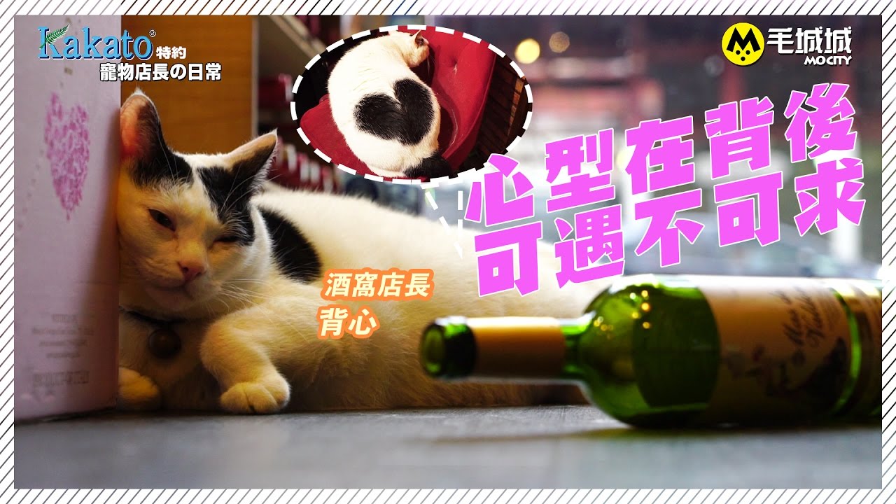 【Kakato特約 寵物店長之日常】背脊有個心型的酒舖貓