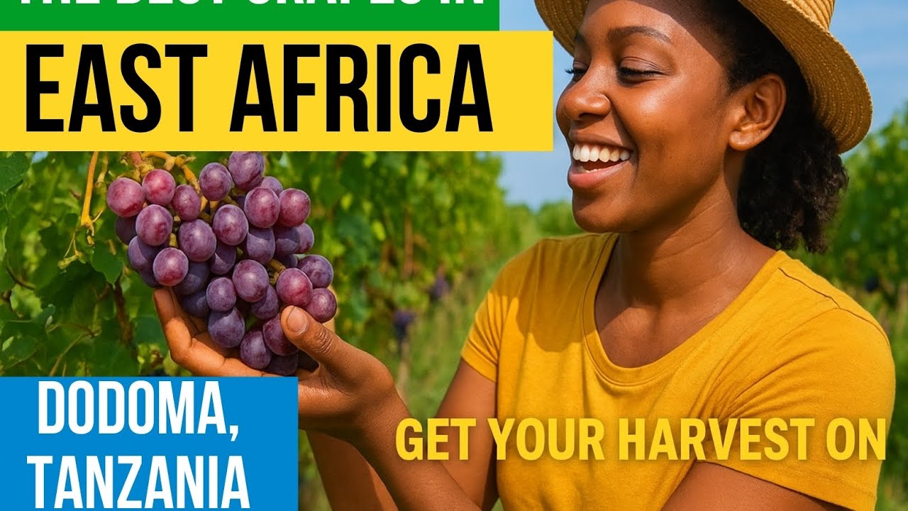 “Sustainable Farming Secrets the World Needs to Learn from Tanzania 🌿🇹🇿”
