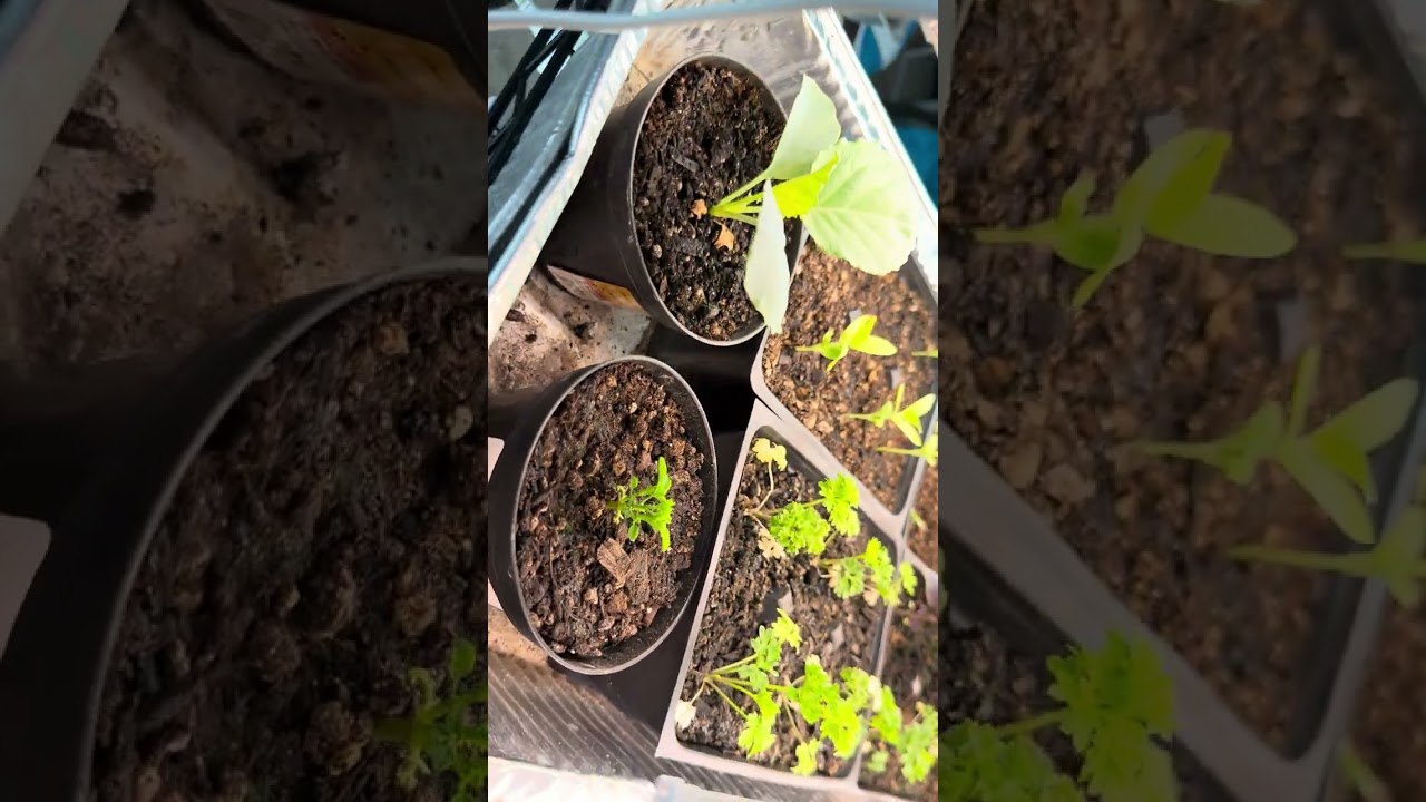 Seed starting in 2026