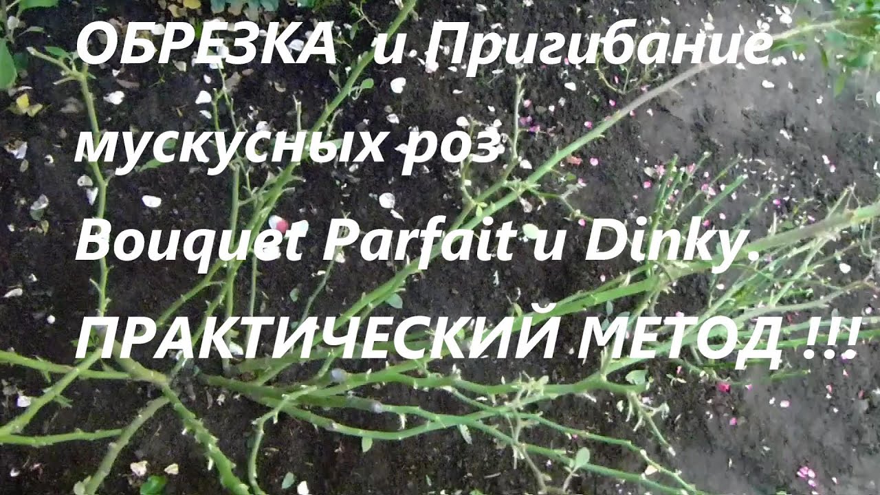 ОБРЕЗКА  и Пригибание мускусных роз Bouquet Parfait и Dinky.ПРАКТИЧЕСКИЙ МЕТОД !!!