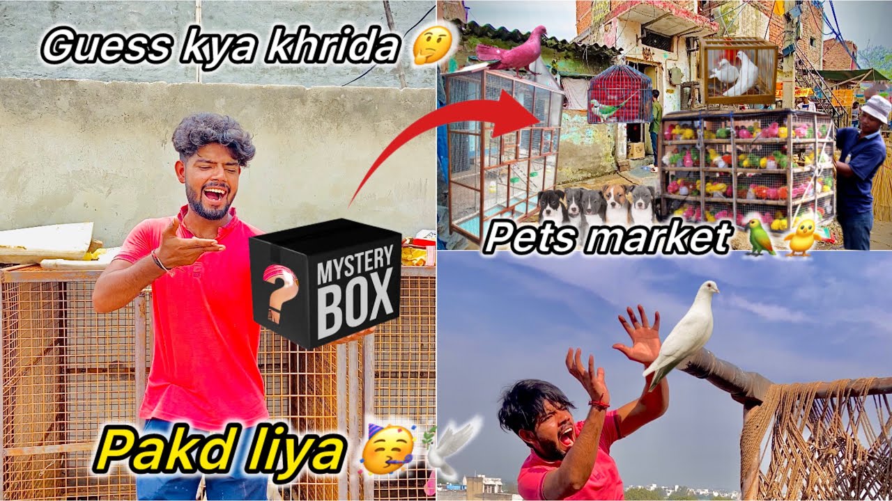 Bazi Hara hua kabutar Vapas aagya😍 || Pets Market visit kiya 🦜🕊️