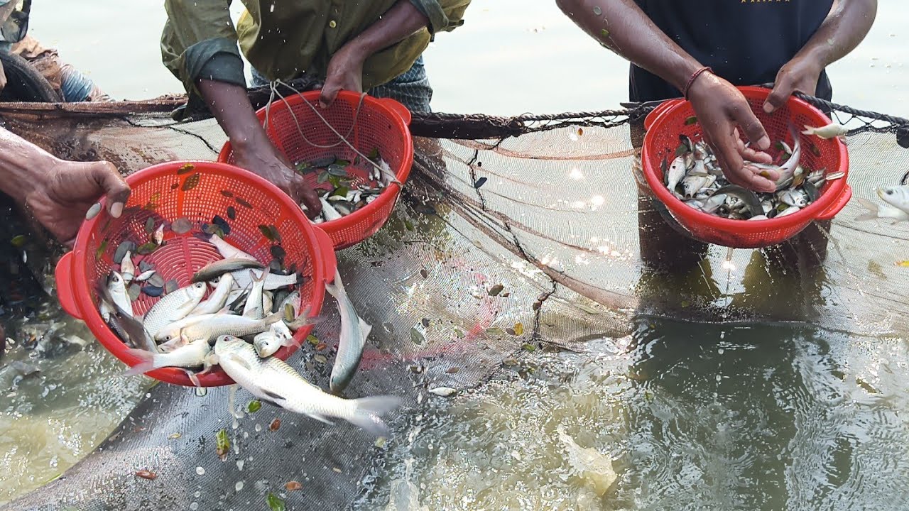রুই মাছের পোনা,ভাল জাতের মাছ বিক্রয় করা। Rui fish farming at low cost 