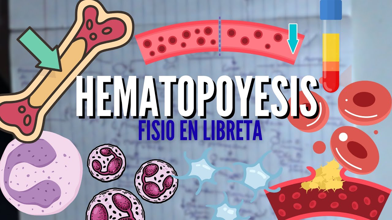 HEMATOPOYESIS &iquest;En que consiste? | Resumen COMPLETO | Fisiologia MEDICA