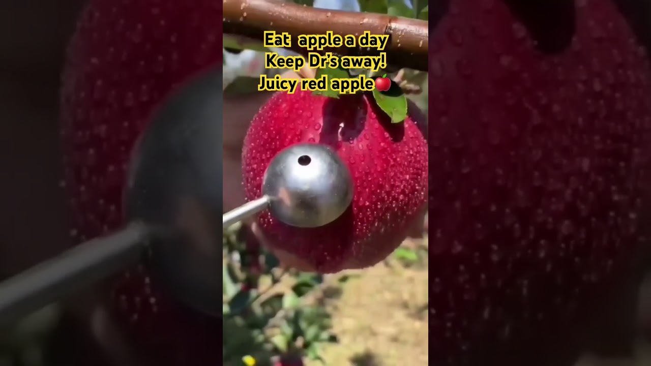 Red juicy #apple #shortviral  #video  #fyp #shorts  Ambrossia apple  is the  best!
