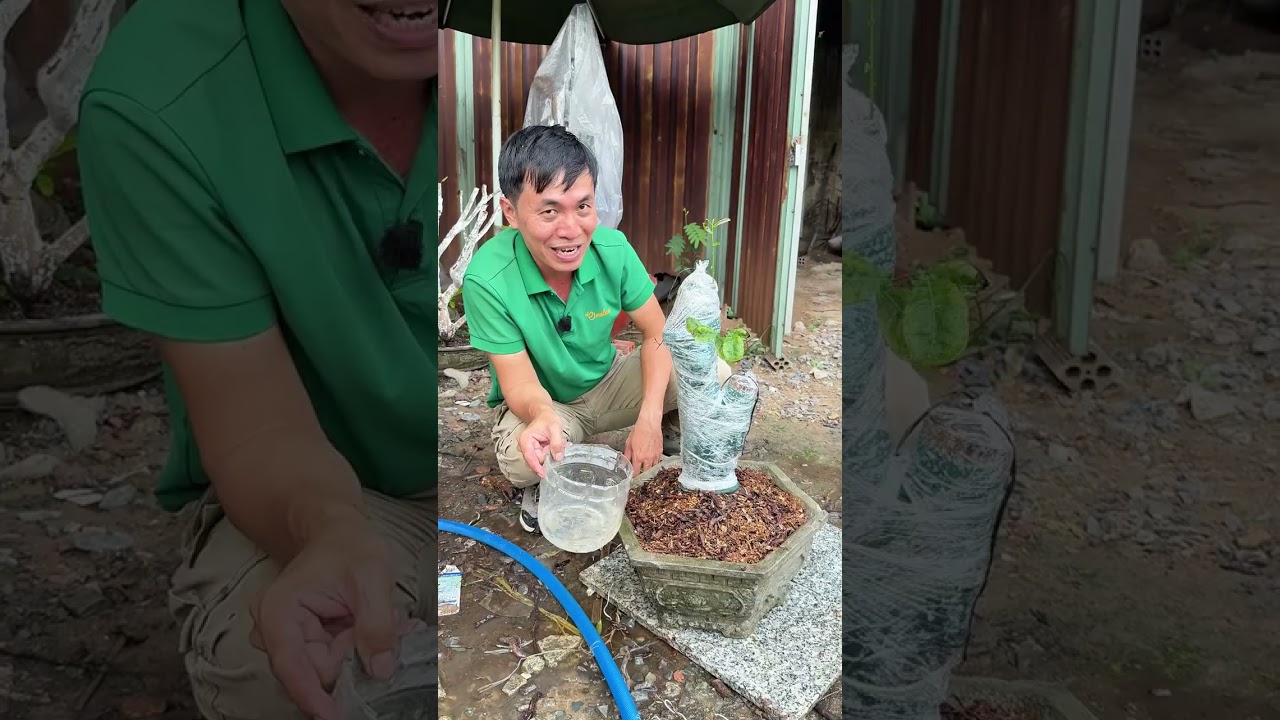 Câu chuyện mang tên trấu hung  #megarden #bodoiphuchoi  #maivang #trongcay