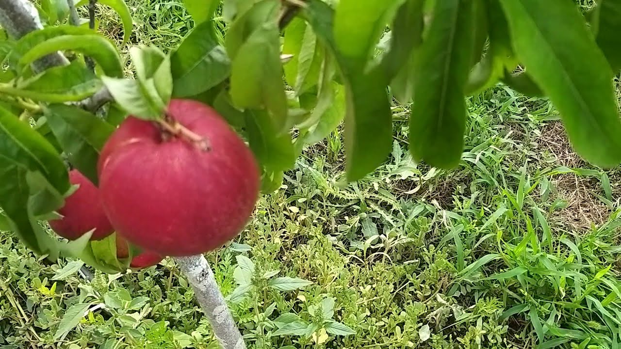 Нектарин Сноу Дроп. Nectarine Snow Droop.