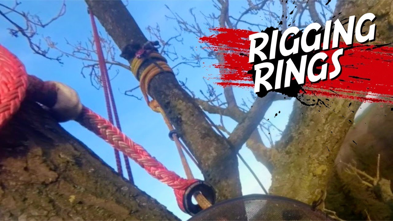 Démontage d'un Frêne géant | Partie 01 le houppier | Rigging rings