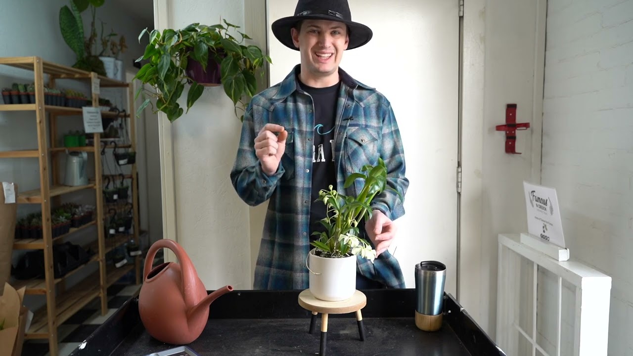 Dendrobium Orchid Care Guide