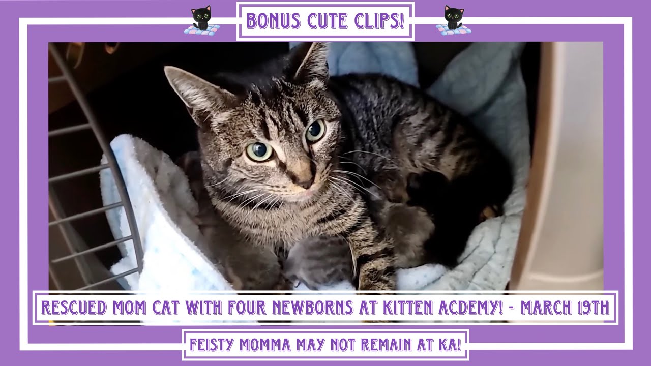Rescued Mom Cat With Four Newborns At Kitten Academy! - March 19th