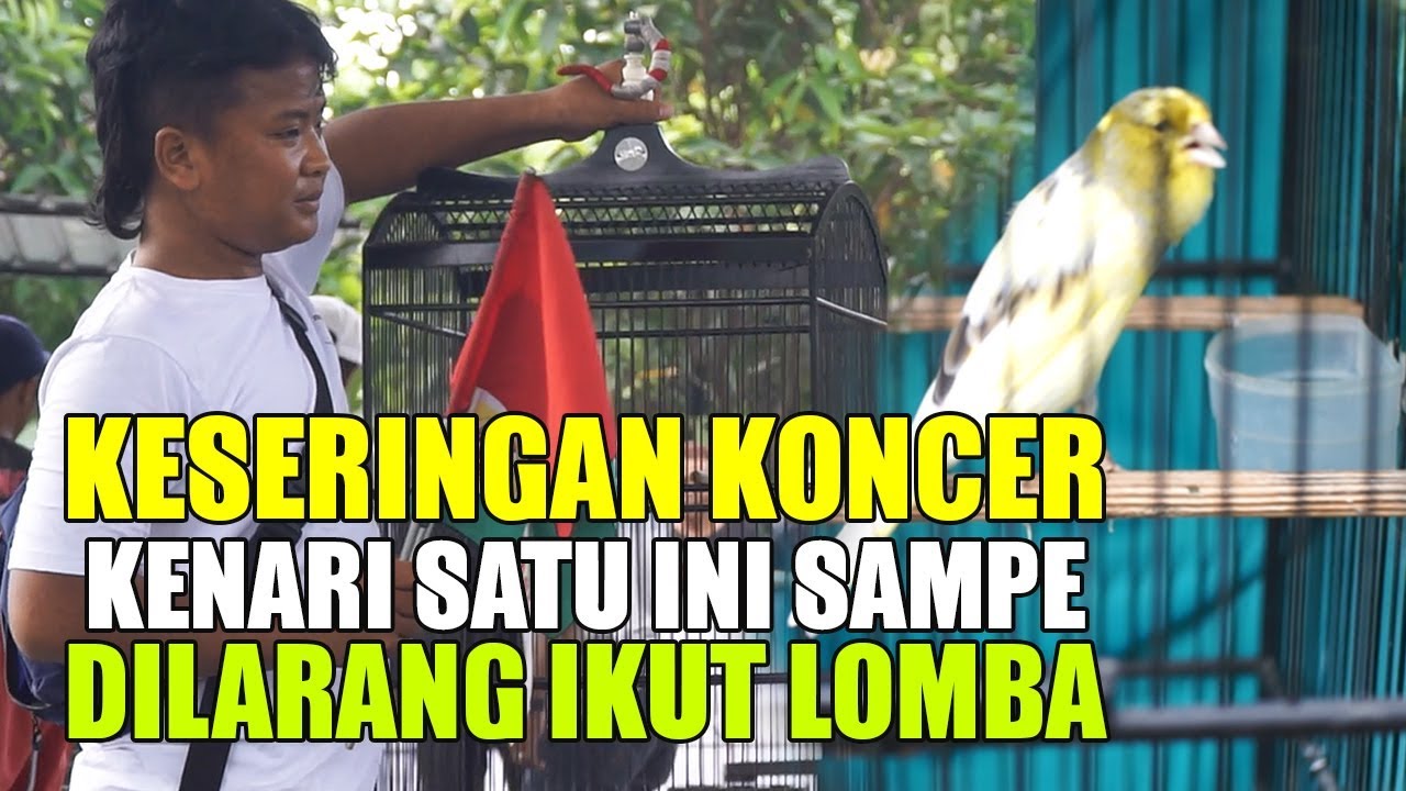 KESERINGAN KONCER , KENARI SATU INI SAMPE DILARANG IKUT LOMBA