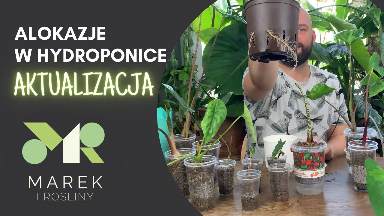 Alokazje w hydroponice - aktualizacja