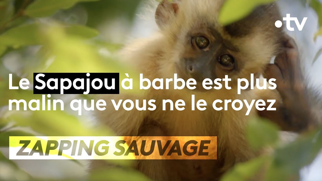 Le sapajou à barbe est plus rusé que toi ! - ZAPPING SAUVAGE