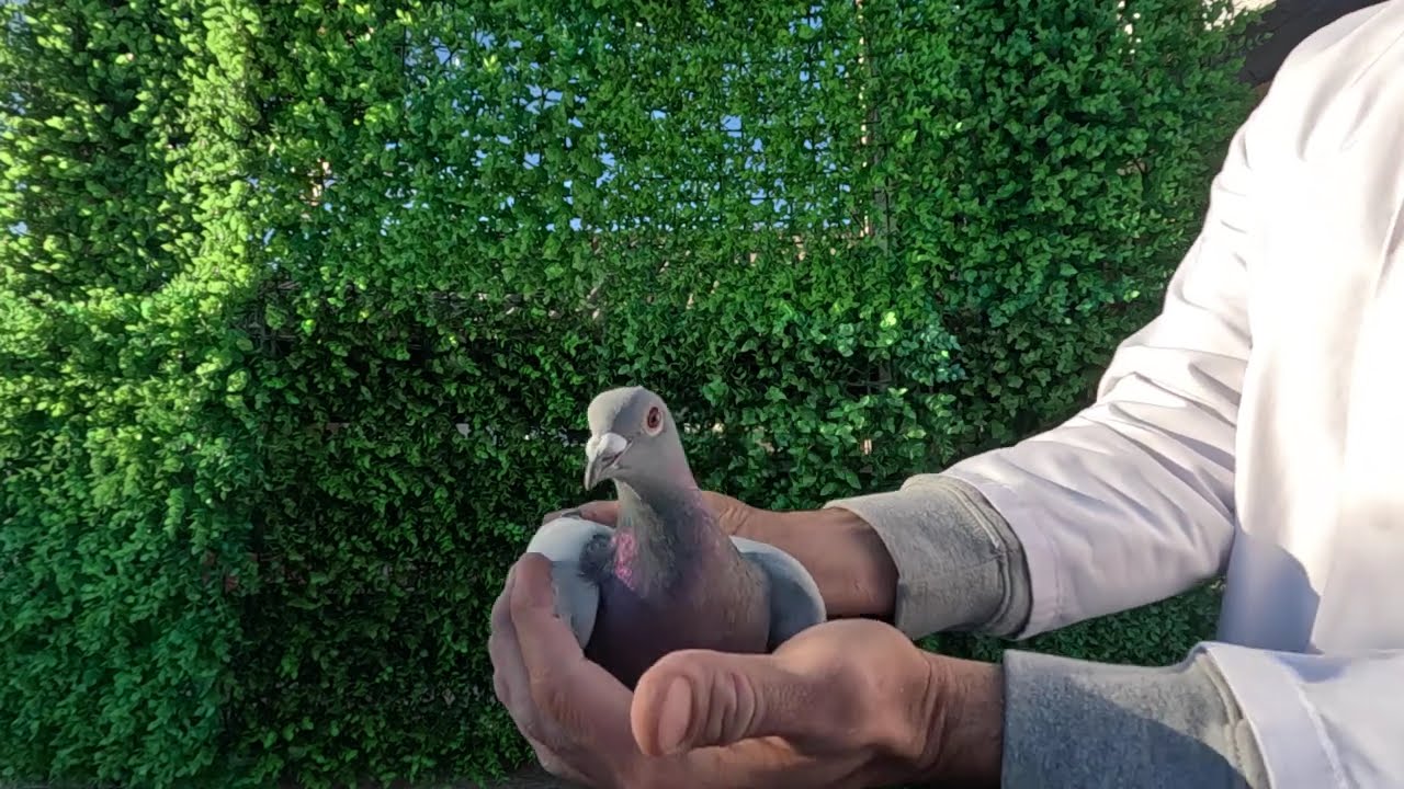 DV 03630-24-13 Orig. Fiera Alin - Pipa Breeding/Prange x v d Bulck / Gbr. Herbots PRINCE PORCHE