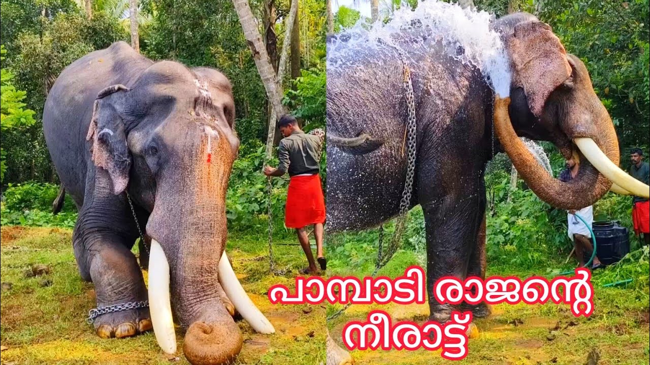 പാമ്പാടി രാജന്റെ നീരാട്ട് || പാമ്പാടി രാജൻ || കല്ലുംപുറം പെരുന്നാൾ 2023 ||