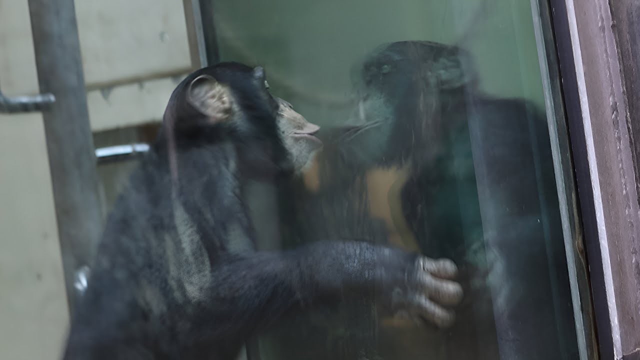 Silly chimp Mutai plays with his own reflection!