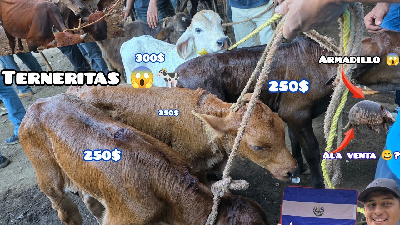 PRECIOS DEL GANADO EN EL SALVADOR 🇸🇻 🐄😱 todo esto teló puedes en contrar en el tianguis 