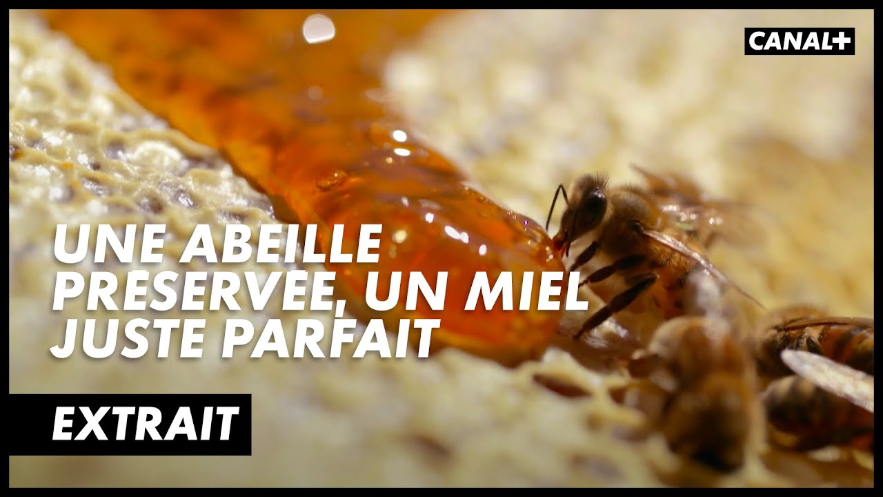 Le savoir-faire des abeilles ne cessera jamais de nous &eacute;merveiller !