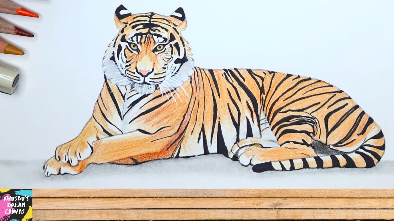How to draw royal bengal tiger || Tiger drawing step by step || Easy tiger drawing