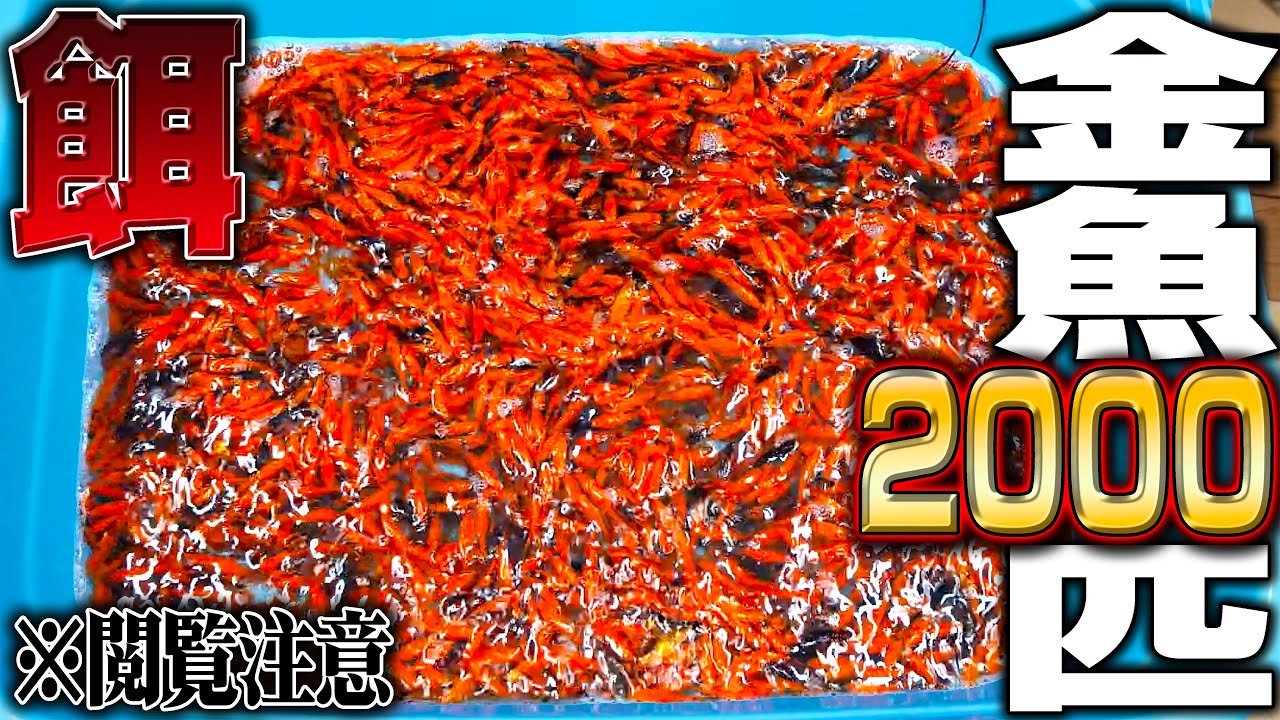 【閲覧注意】2000匹の金魚を腹ペコの古代魚水槽に入れてみたら...