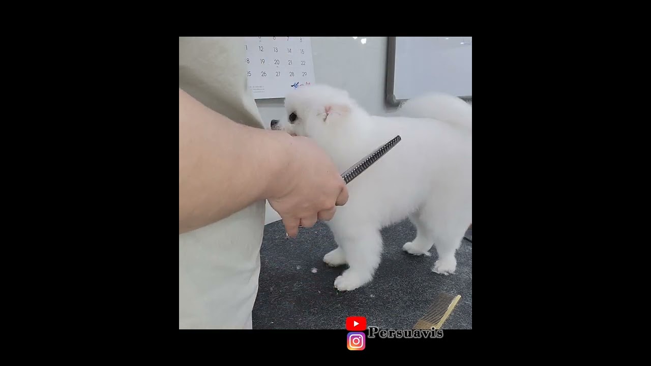 [추건우애견미용학원/PERSUAVIS] #포메라니안 가위컷 Korean style dog scissoring (#Pomeranian)