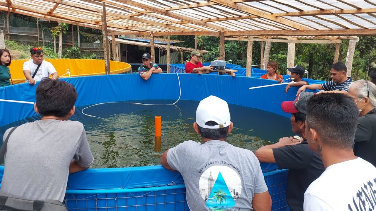 Pag- Aalaga ng Hito Gamit ang Trapal Pond sa Taas ng Bundok