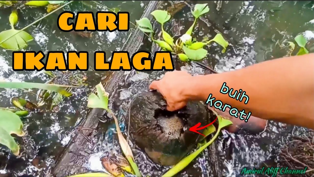 #EP913 Mencari Buih Karat dalam Tempurung